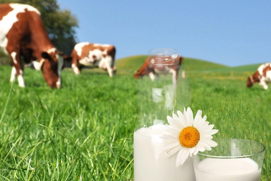 Bakan Yumaklı: Türkiye süt üretiminde büyüyor