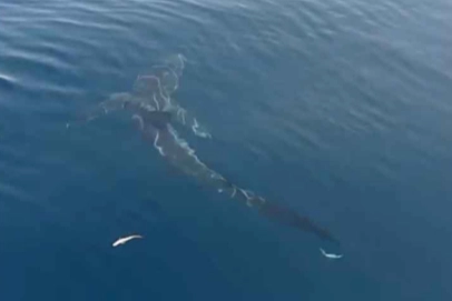 Saros'ta 2,5 metrelik köpekbalığı balıkçıları şaşırttı