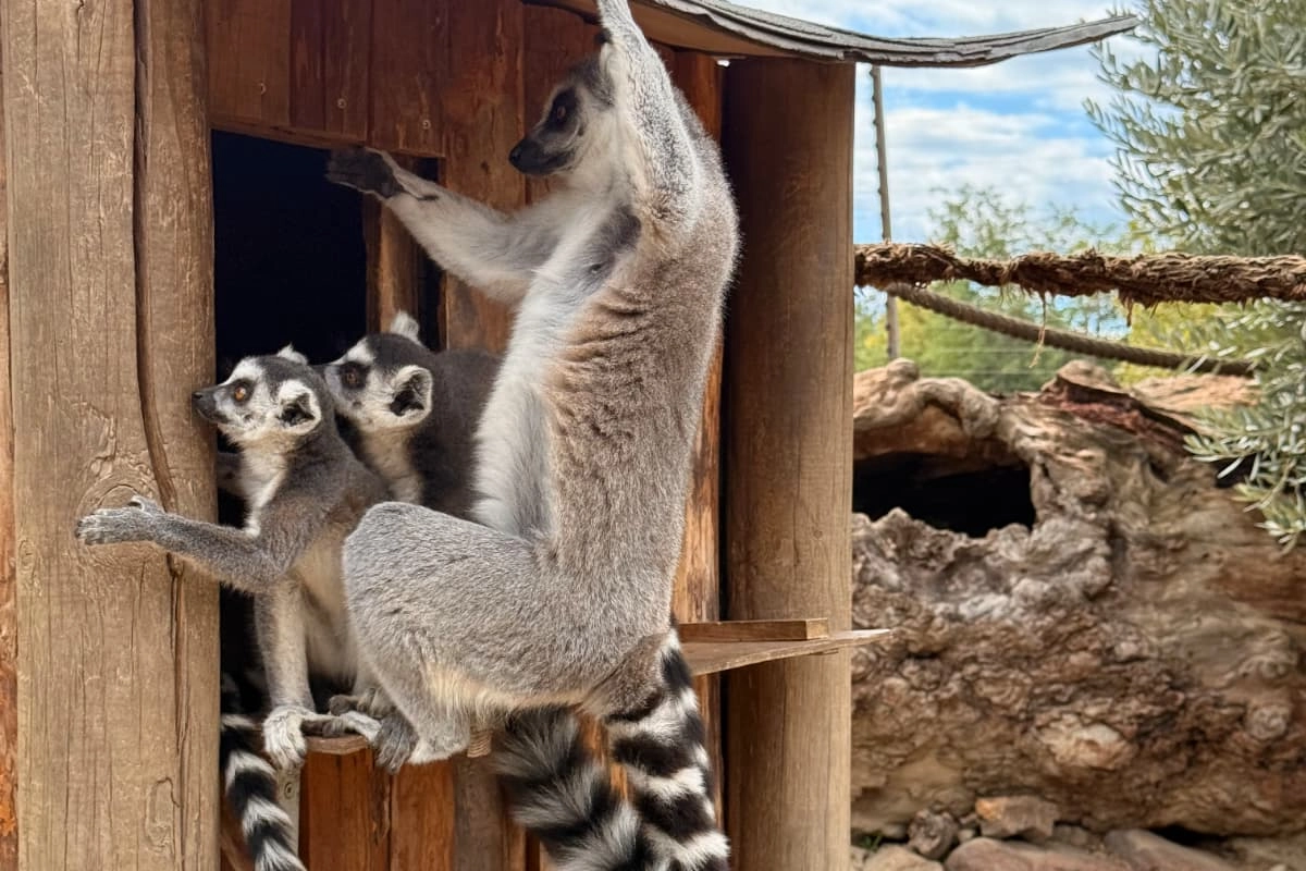 İzmir'de davranış zenginleştirme atölyesi